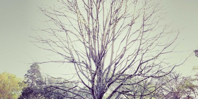 宝鸡眉县汤峪温泉小镇慢生活指南：农家烟火与猕猴桃采摘的田园诗